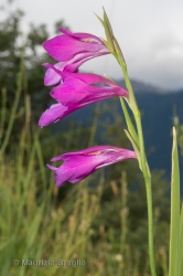 Immagine 3 di 4 - Gladiolus palustris Gaudin