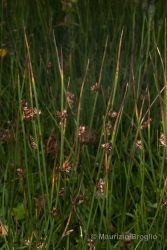 Immagine 2 di 4 - Juncus arcticus Willd.