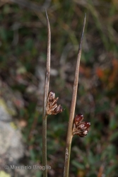 Immagine 3 di 4 - Juncus arcticus Willd.