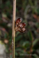 Immagine 4 di 4 - Juncus arcticus Willd.