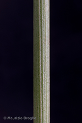 Immagine 10 di 11 - Juncus conglomeratus L.