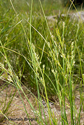 Immagine 2 di 9 - Juncus tenuis Willd.