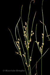 Immagine 3 di 9 - Juncus tenuis Willd.