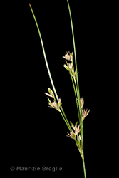 Immagine 4 di 9 - Juncus tenuis Willd.