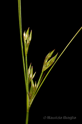 Immagine 5 di 9 - Juncus tenuis Willd.