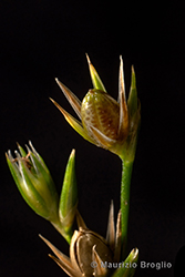 Immagine 6 di 9 - Juncus tenuis Willd.