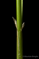 Immagine 7 di 9 - Juncus tenuis Willd.