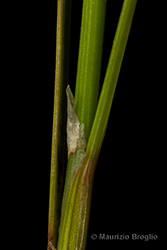 Immagine 8 di 9 - Juncus tenuis Willd.