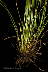 Immagine 9 di 9 - Juncus tenuis Willd.