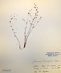Immagine 1 di 1 - Juncus tenageia L. f.