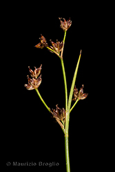 Immagine 4 di 10 - Juncus alpinoarticulatus Chaix