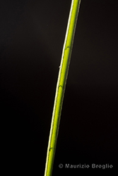 Immagine 9 di 10 - Juncus alpinoarticulatus Chaix