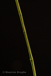 Immagine 10 di 10 - Juncus alpinoarticulatus Chaix