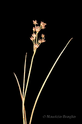 Immagine 5 di 6 - Juncus articulatus L.