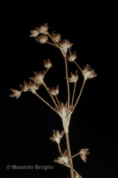 Immagine 2 di 3 - Juncus acutiflorus Ehrh. ex Hoffm.