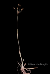Immagine 1 di 4 - Luzula luzulina (Vill.) Racib.