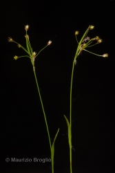 Immagine 2 di 4 - Luzula luzulina (Vill.) Racib.