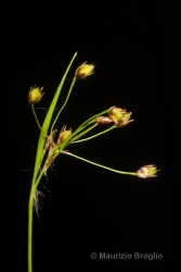 Immagine 3 di 4 - Luzula luzulina (Vill.) Racib.
