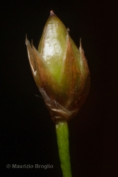 Immagine 4 di 4 - Luzula luzulina (Vill.) Racib.