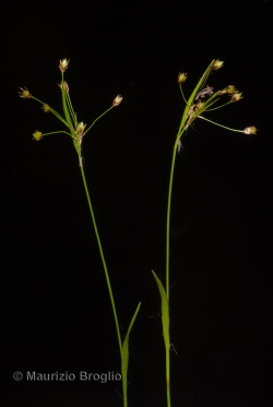 Luzula luzulina (Vill.) Racib.