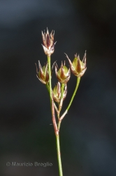 Immagine 3 di 3 - Luzula forsteri (Sm.) DC.