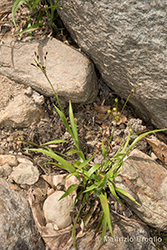 Immagine 1 di 8 - Luzula pilosa (L.) Willd.