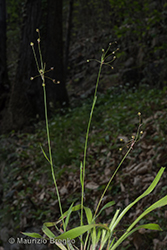 Immagine 2 di 8 - Luzula pilosa (L.) Willd.