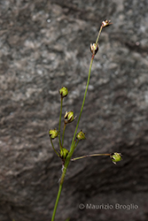 Immagine 4 di 8 - Luzula pilosa (L.) Willd.