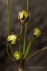 Immagine 5 di 8 - Luzula pilosa (L.) Willd.
