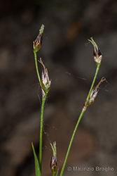Immagine 6 di 8 - Luzula pilosa (L.) Willd.