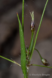 Immagine 7 di 8 - Luzula pilosa (L.) Willd.
