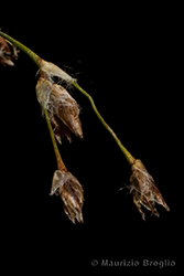 Immagine 4 di 9 - Luzula sylvatica (Huds.) Gaudin
