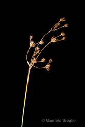 Immagine 7 di 9 - Luzula sylvatica (Huds.) Gaudin