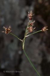 Immagine 4 di 4 - Luzula alpinopilosa (Chaix) Breistr.