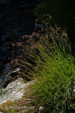 Luzula alpinopilosa (Chaix) Breistr.