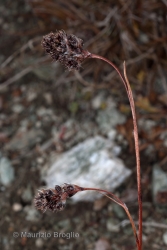 Immagine 2 di 3 - Luzula spicata (L.) DC.
