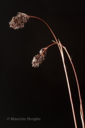 Immagine 3 di 3 - Luzula spicata (L.) DC.