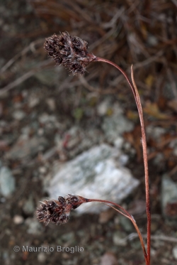 Luzula spicata (L.) DC.