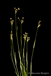 Immagine 1 di 11 - Luzula multiflora (Ehrh.) Lej.