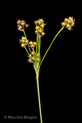 Immagine 2 di 11 - Luzula multiflora (Ehrh.) Lej.