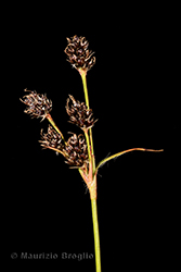 Immagine 3 di 11 - Luzula multiflora (Ehrh.) Lej.