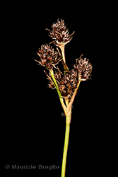 Immagine 4 di 11 - Luzula multiflora (Ehrh.) Lej.
