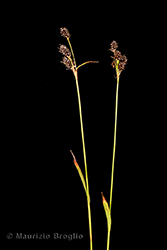 Immagine 5 di 11 - Luzula multiflora (Ehrh.) Lej.
