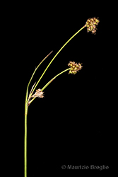 Immagine 6 di 11 - Luzula multiflora (Ehrh.) Lej.