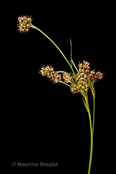 Immagine 7 di 11 - Luzula multiflora (Ehrh.) Lej.