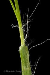 Immagine 9 di 11 - Luzula multiflora (Ehrh.) Lej.