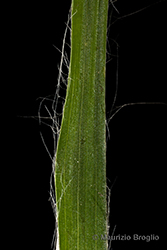 Immagine 10 di 11 - Luzula multiflora (Ehrh.) Lej.