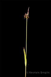 Immagine 1 di 2 - Luzula sudetica (Willd.) Schult.