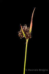 Immagine 2 di 2 - Luzula sudetica (Willd.) Schult.