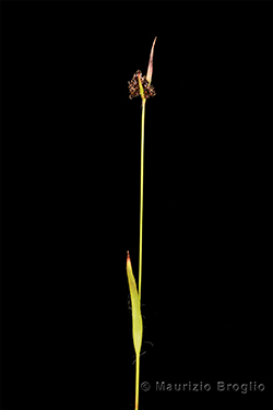 Luzula sudetica (Willd.) Schult.
